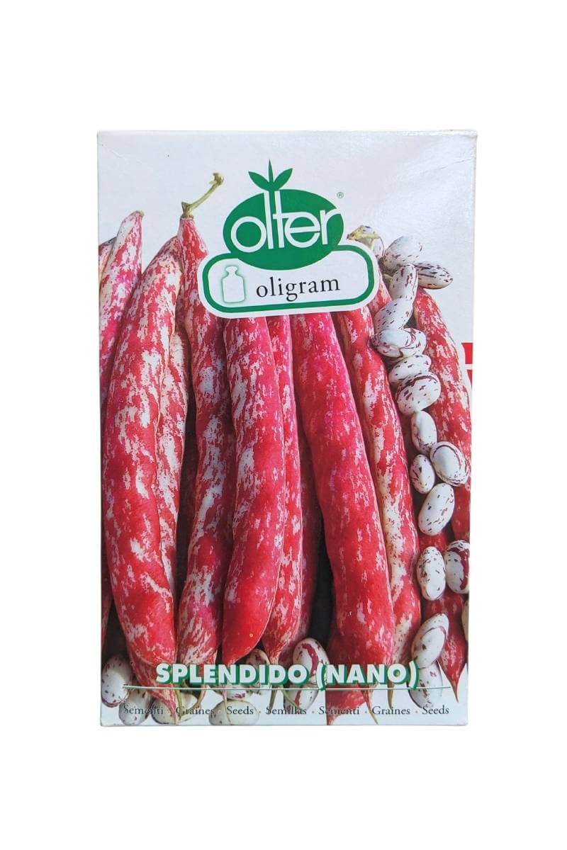 Fagiolo Nano Splendido (1 kg) Olter, pianta vigorosa, baccello rosso intenso, resistente al BCMV, ideale per pieno campo