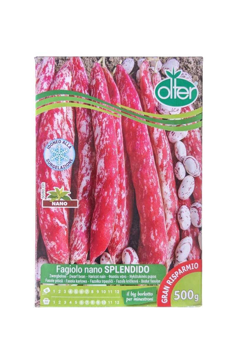 Fagiolo Splendido tipologia borlotto nano (500 g) Olter con baccello lungo 13-14 cm e 6-7 semi crema con striature rosse