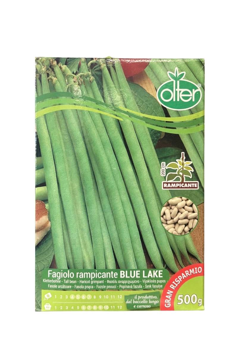 Fagiolo rampicante mangiatutto Blue Lake Olter semi con baccelli lunghi e senza filo. Confezione 500 g
