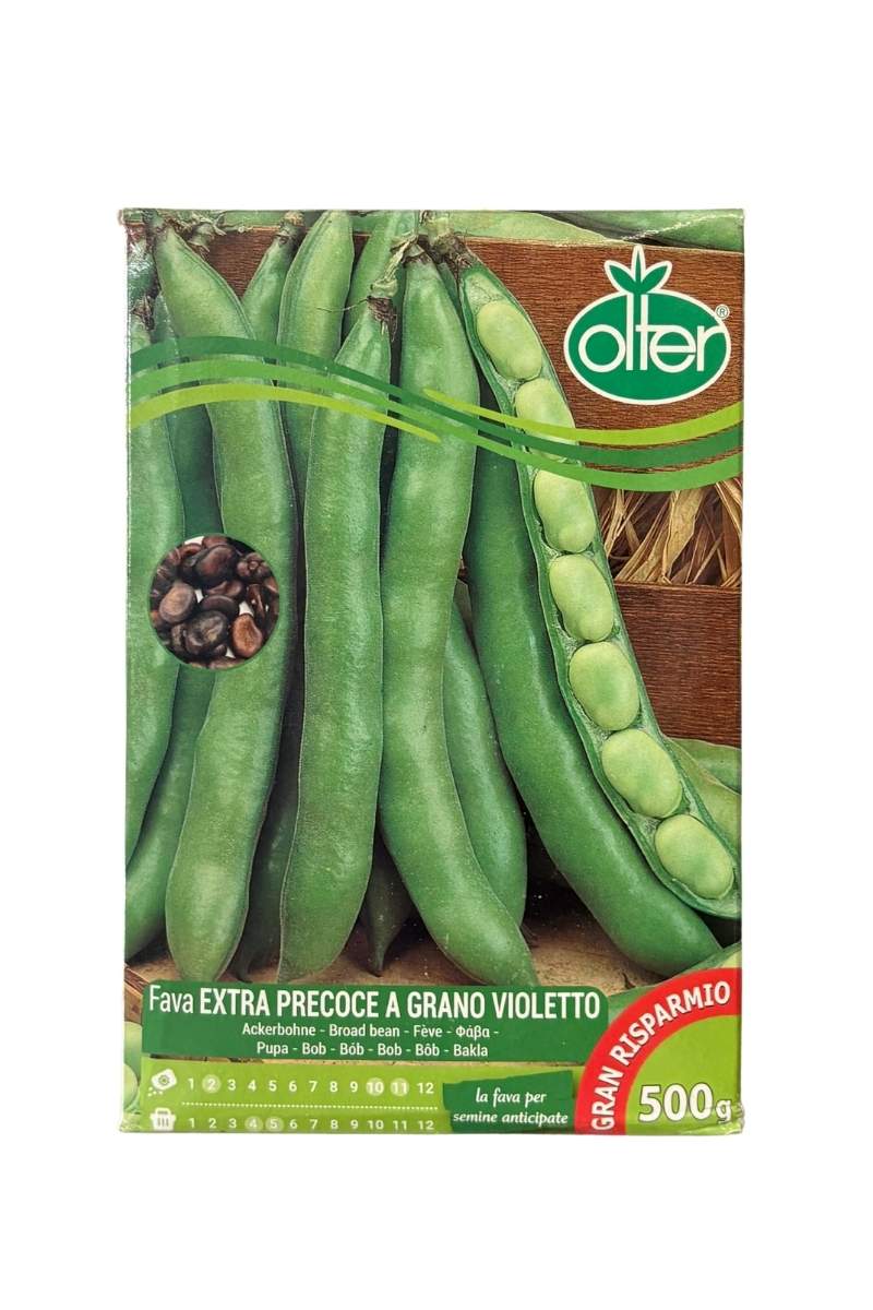 Fava Extraprecoce a Grano Violetto Olter (500 g) matura in 110 giorni e offre baccelli con 5-6 grani ricchi di sapore