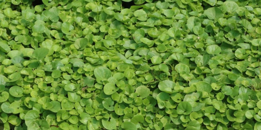 Dichondra (o Dicondra): la semente ideale per un prato a bassa manutenzione
