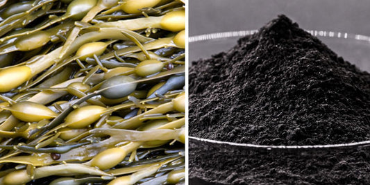 Alghe e Acidi Umici: Crescita Sana e Vigorosa per le Piante